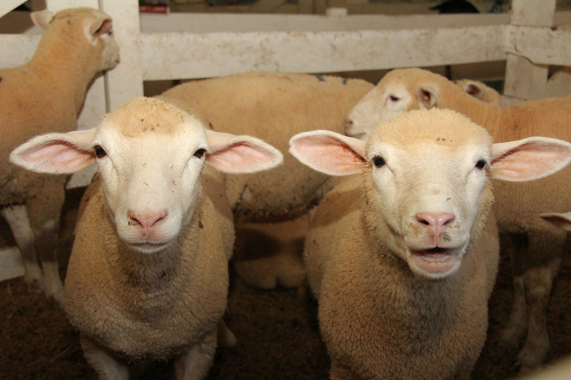 Mato Grosso do Sul detém o 8º maior rebanho ovino do país
