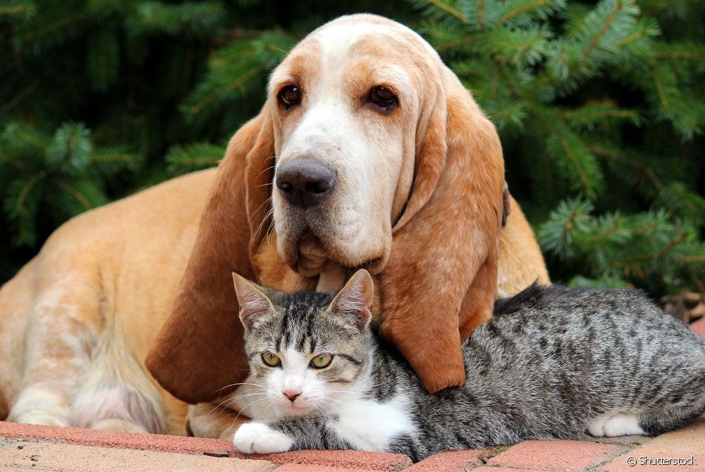 Outubro rosa: você precisa saber sobre o câncer de mama em cadelas e gatas Outubro Rosa Pet conscientiza sobre a prevenção e diagnóstico precoce do câncer de mama em cães e gatos