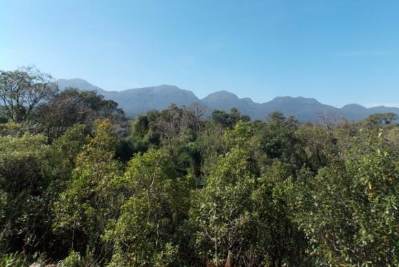 Desmatamento na Mata Atlântica cresce quase 60% em um ano Mata Atlântica está espalhada por 17 estados brasileiros / Foto: Divulgação