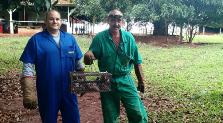 Iagro aumenta em 19% o controle do transmissor da Raiva no primeiro semestre