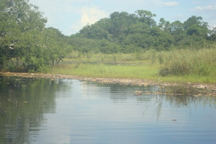 Resultado final confirma que foi a “Decoada” que levou à morte milhares de peixes no rio Negro