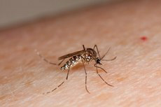4,4 mil agentes reforçam combate a mosquito no Mato Grosso do Sul Durante as visitas domiciliares, equipes de Saúde da Família realizarão ações de busca aos criadouros do mosquito e de orientação sobre as doenças transmitidas pelo vetor