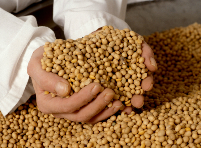 MS: Produtor que antecipou venda da soja teve prejuízo de 8,7% nesta safra O prejuízo é de 8,7% por saca, aponta levantamento da Aprosoja/MS (Associação dos Produtores de Soja)