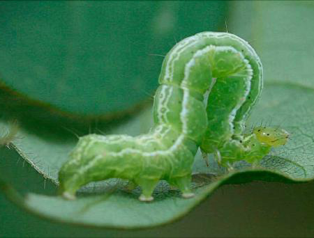Depois da Helicoverpa armigera, falsa medideira é a nova ameaça Após prejuízos com a Helicoverpa armigera, a ameaça emergente desta safra 2013/2014 é outra lagarta: a falsa medideira