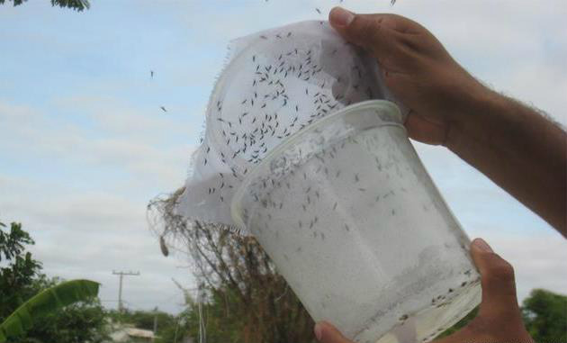 Manipulação sintética: nova arma biológica para combater mosquitos