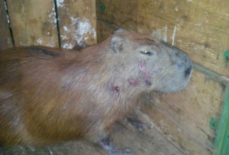 PMA captura e recolhe dezesseis animais ao CRAS