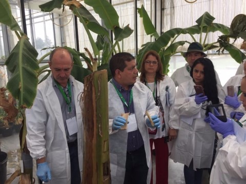 Curso treina em diagnóstico de uma das mais importantes doença da banana Trabalho em diagnóstico / Foto: Divulgação