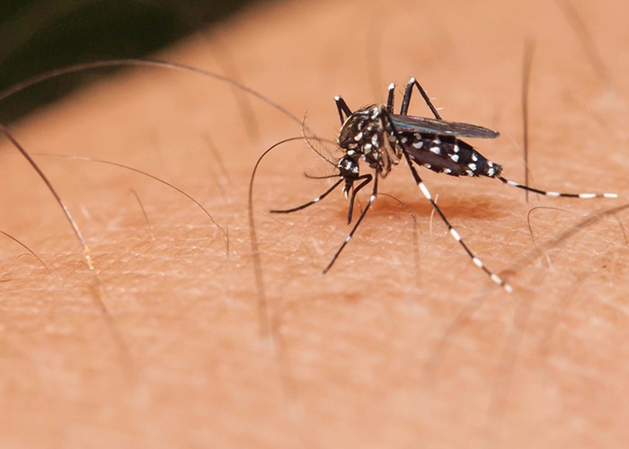 Pesquisa desenvolve bioinseticida contra larva do mosquito da dengue Foto: Divulgação