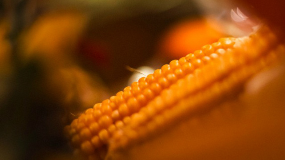 Produção e preços elevam em 6,54% PIB da Agropecuária acumulado do ano até julho Produção e preços elevam em 6,54% PIB da Agropecuária acumulado do ano até julho