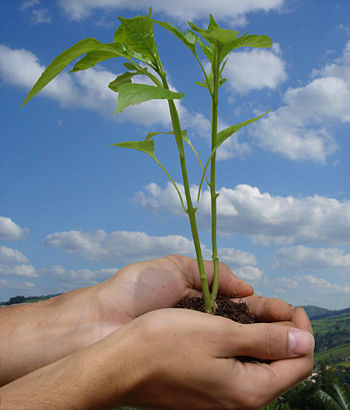 Eleições 2012: Questão ambiental ainda é pouco debatida por candidatos