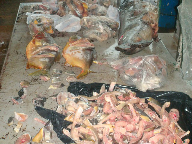 PMA apreende 12 quilos de pescado ilegal