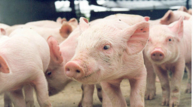 Novo módulo instalado no sistema da Iagro permite adequar o rebanho via internet O modulo e permite acesso aos relatórios relacionados a movimentação dos animais / Foto: Divulgação