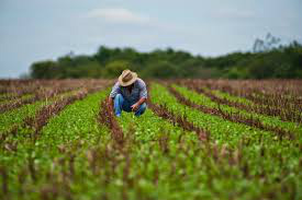 Exportações do Agronegócio perdem fôlego Exportações do Agronegócio perdem fôlego