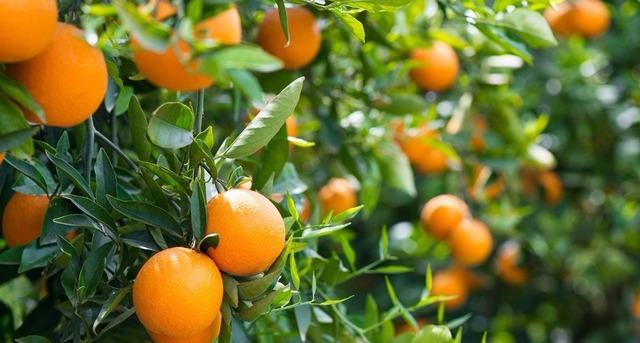 Cientistas desenvolvem laranja transgênica resistente a doenças Cientistas desenvolvem laranja transgênica resistente a doenças