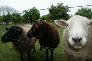 Evento em Mato Grosso do Sul deverá fomentar a produção de ovinos