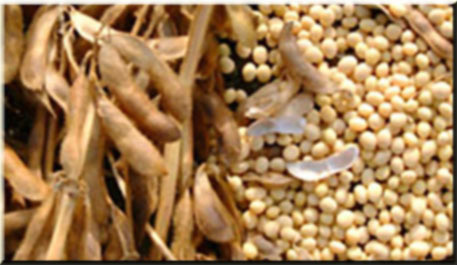 Cotação do Soja em Grão Sc 60Kg - 29.09.2011