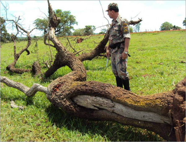 O desmatamento e demais crimes contra a flora são combatidos e prevenidos intensivamente pela PMA, pois a flora é o equilíbrio dos demais entes ambientais, tais como: recursos hídricos, vida aquática, fauna etc. O combate ao desmatamento, incêndios florestais, carvoarias, exploração ilegal de madeira é feito preventivamente, com visitas às propriedades rurais, madeireiras e outras, passando informações da legislação, Educação Ambiental, bem como por meio da repressão criminal e administrativa, utilizando tecnologias, como imagens de satélites e GPS de última geração, que não deixam margem para dúvidas e possíveis extinção dos autos efetuados, evitando impunidade. 
