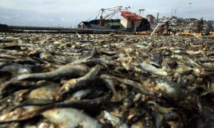 Toneladas de peixes mortos aparecem nas praias do Chile Toneladas de peixes mortos aparecem nas praias do Chile