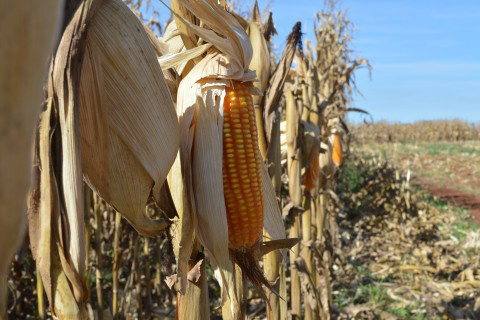 Foto: Assessoria de Imprensa Sistema Famasul