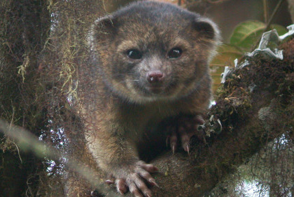 O olinguito foi encontrado nas florestas entre Equador e Colômbia