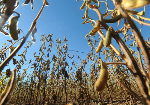 Soja e outras commodities ainda são os principais produtos de exportação do país