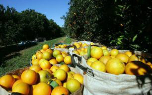 Custo de produção gira em torno de R$ 0,38 e a venda é por R$ 0,45.