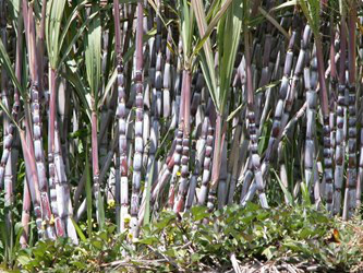 Mato Grosso do Sul moeu 8,4% mais cana nesta quinzena