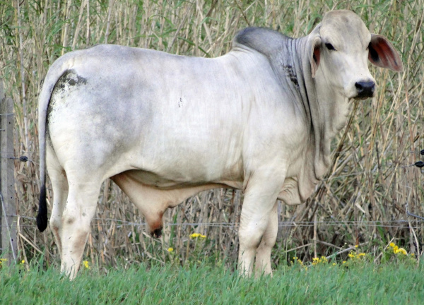 Há menos de duas décadas no Brasil, raça Brahman cresce em rebanho