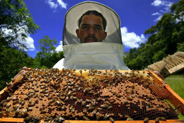 Apicultura é alternativa de renda e de diversificação Uma colmeia de abelhas produz, em média, 18 quilos de melFoto: Divulgação