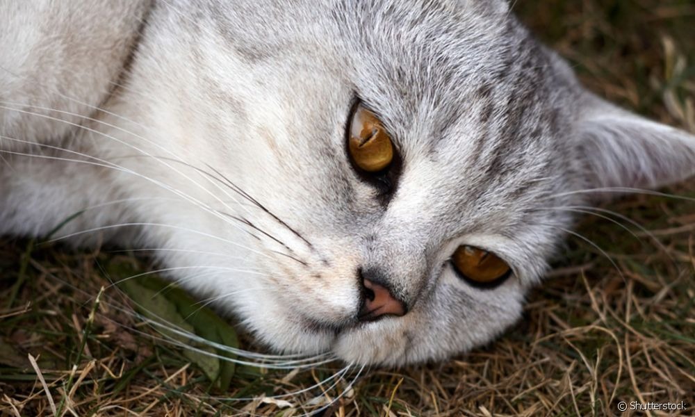 Prolapso retal em gatos: o que é, sintomas, causas e tratamento Prolapso retal em gatos é um quadro que precisa de atenção imediata