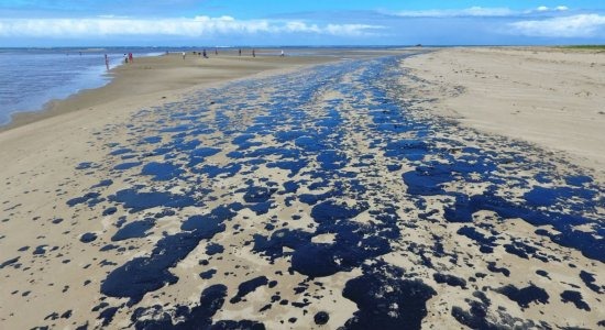 Mais de 525 toneladas de resíduos foram retiradas de praias com óleo Mais de 525 toneladas de resíduos foram retiradas de praias com óleo