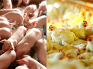 Os custos de produção de frangos de corte e de suínos calculados pela Embrapa Suínos e Aves de Concórdia (SC) recuaram no ano passad