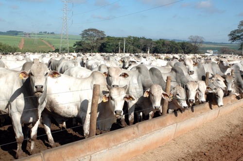 Mercado do boi gordo sob pressão Foto: Divulgação