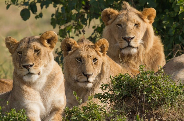 Dominantes e perigosas: as 9 fêmeas que mandam no Reino Animal