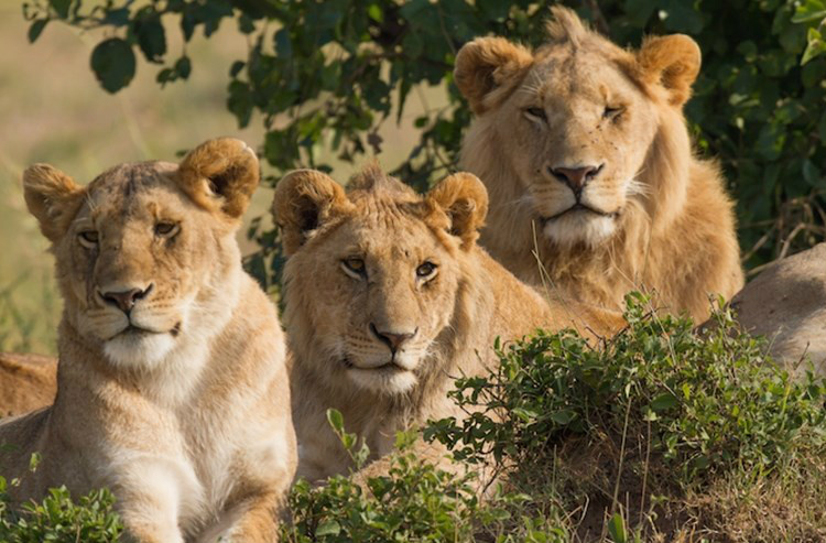 Dominantes e perigosas: as 9 fêmeas que mandam no Reino Animal Dominantes e perigosas: as 9 fêmeas que mandam no Reino Animal