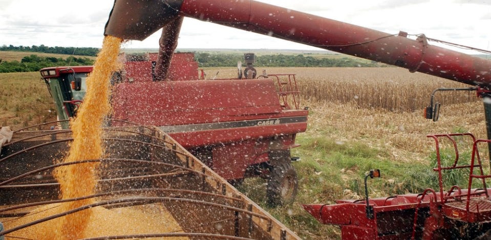 Produção de milho pode alcançar 91 milhões de toneladas