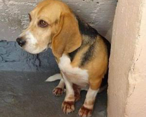 São Paulo proíbe testes de laboratório com animais para fabricação de cosméticos Em caso de desobediência à lei, o infrator fica sujeito ao pagamento de multa no valor equivalente à 50 mil unidades fiscais do Estado de São Paulo (Ufesps), por animal