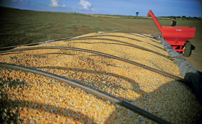 Em MS, agricultores seguram o milho à espera de preços melhores Em MS, agricultores seguram o milho à espera de preços melhores