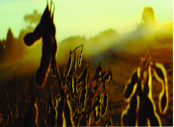 Palestras durante a Expobai trazem conhecimento e atualizações para produtores As palestras irão abordar assuntos diversos, envolvendo tanto os produtores rurais quanto criadores de gado da região.