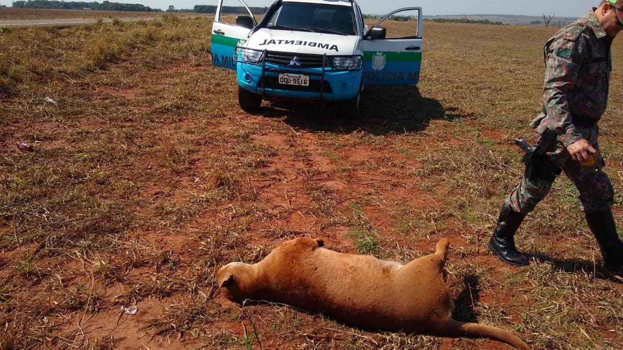 Onça-parda é encontrada morta em rodovia entre Amambai e Caarapó Segundo a PMA, o animal foi atropelado nessa terça-feira (20) / Foto: PMA