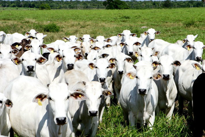 Rebanho bovino do Brasil cresce 0,3% em 2014