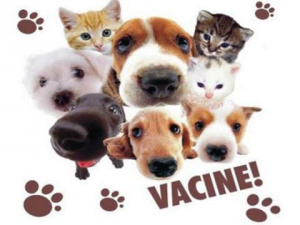Vigilância Sanitária vacina cães e gatos contra Raiva em Amambai