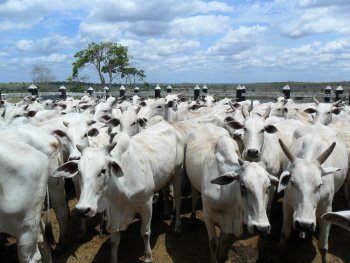Os produtores do município procuram investir em melhoramento genético, através da inseminação artificial que se tornou um processo acessível aos produtores, tanto de grande quanto médio e pequeno porte.