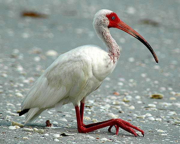Contaminação por mercúrio pode provocar tendências homossexuais nas aves