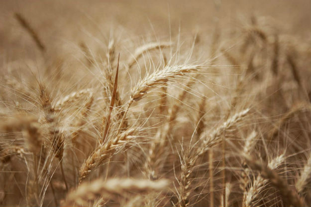 Colheita de trigo no Brasil deve atingir novo recorde neste ano Recorde da produção de milho no Brasil. Foto: FAO/Danfung Dennis
