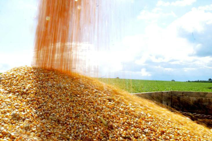 Custo do milho no Brasil e no exterior pressiona mercado de carnes Custo do milho no Brasil e no exterior pressiona mercado de carnes