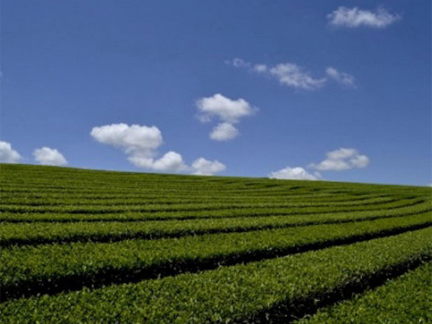 Agricultura familiar fatura R$ 2 bilhões com vendas para produção de biodiesel