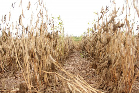 Foto: Assessoria de Imprensa Sistema Famasul