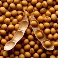 Prazo para cadastramento das áreas de produção de soja em MS termina dia 10 Foto: Divulgação