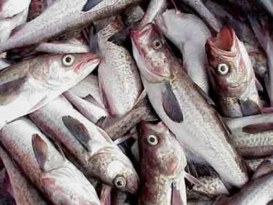PMA autua três pescadores por pescar sem licença e apreende 10 kg de pescado